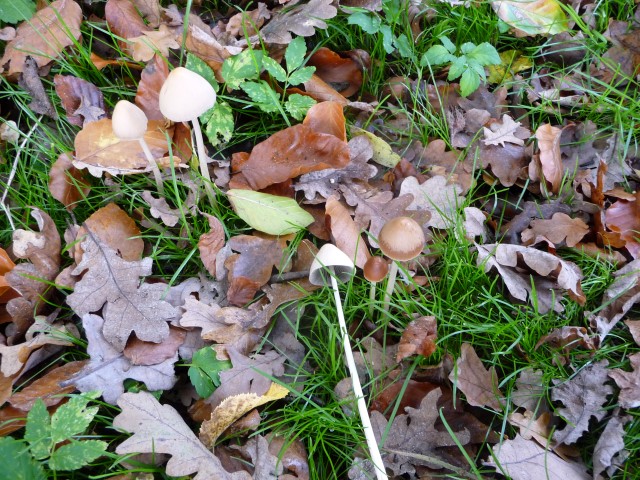 misschien een mycena maar welke?